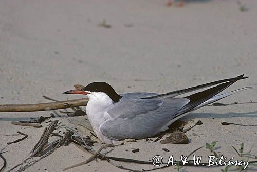 rybitwa zwyczajna sterna hirundo)