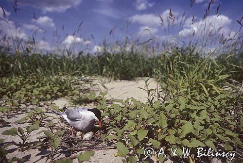 rybitwa zwyczajna sterna hirundo)