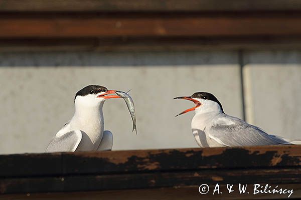 Rybitwa rzeczna, rybitwa zwyczajna, Sterna hirundo