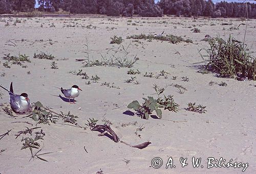 rybitwy zwyczajne, sterna hirundo