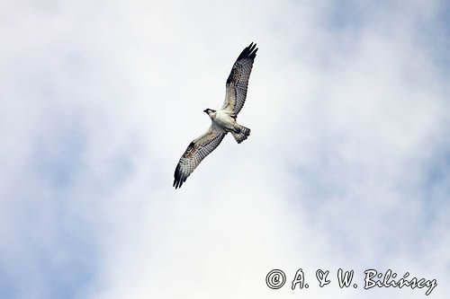 Rybołów, Pandion haliaetus w locie