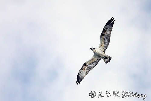 Rybołów, Pandion haliaetus w locie