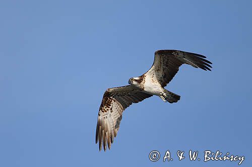 Rybołów, Pandion haliaetus w locie