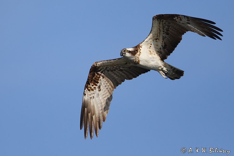 Rybołów, Pandion haliaetus w locie