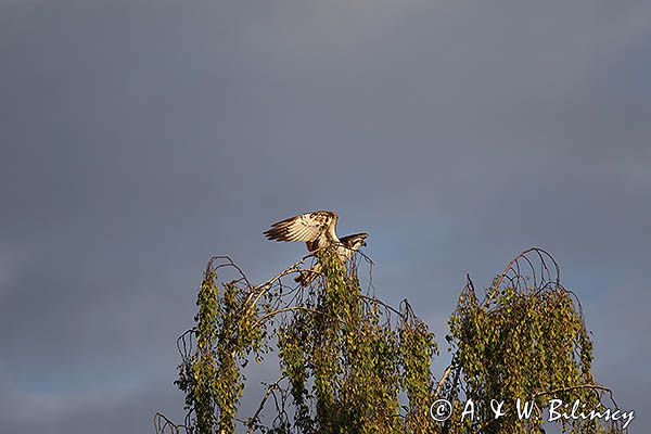 Rybołów, Pandion haliaetus