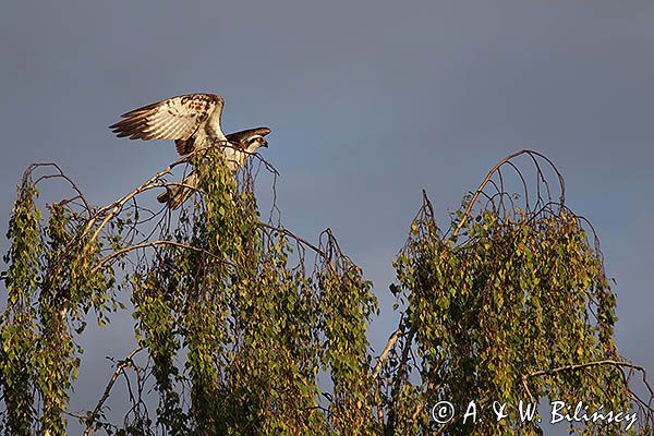 Rybołów, Pandion haliaetus