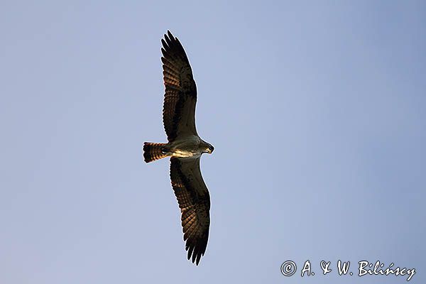 Rybołów, Pandion haliaetus