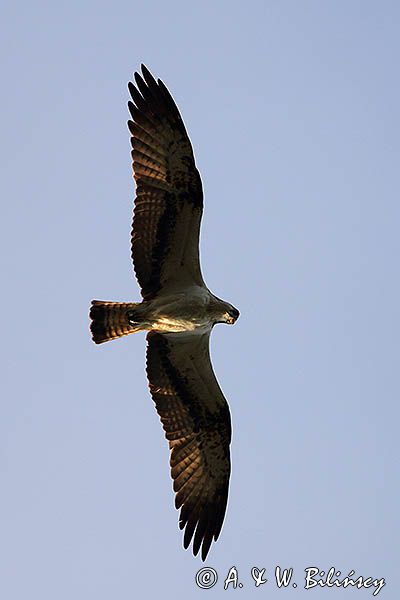 Rybołów, Pandion haliaetus