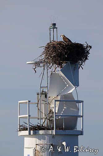 Rybołów, Pandion haliaetus, gniazdo na stawie nawigacyjnej