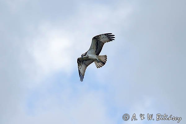 Rybołów, Pandion haliaetus w locie