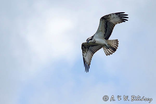 Rybołów, Pandion haliaetus w locie