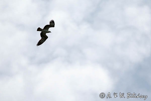 Rybołów, Pandion haliaetus