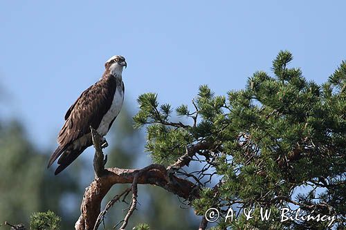 Rybołów, Pandion haliaetus