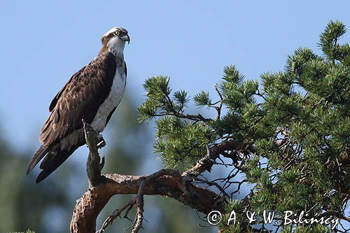 Rybołów, Pandion haliaetus