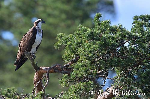 Rybołów, Pandion haliaetus