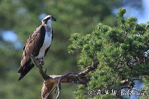 Rybołów, Pandion haliaetus