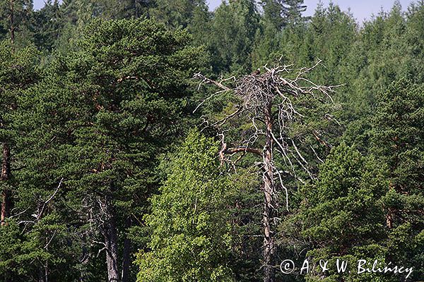 Rybołów, Pandion haliaetus, na gnieździe