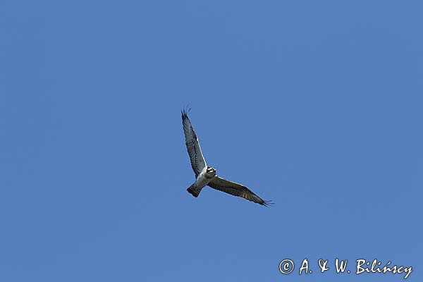 Rybołów, Pandion haliaetus w locie