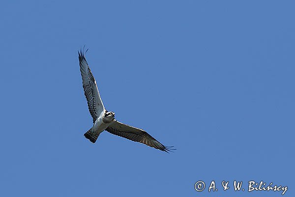 Rybołów, Pandion haliaetus w locie