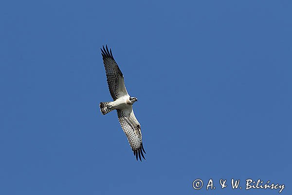 Rybołów, Pandion haliaetus w locie