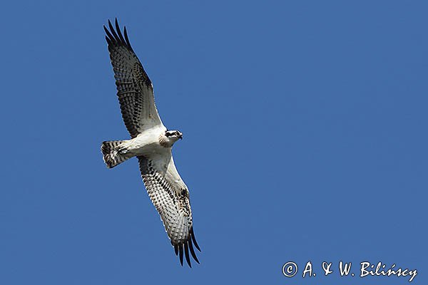 Rybołów, Pandion haliaetus w locie