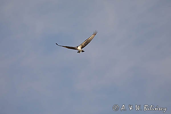 Rybołów, Pandion haliaetus w locie z okoniem w szponach