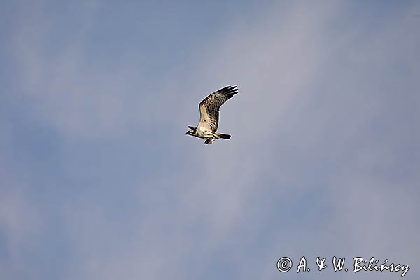 Rybołów, Pandion haliaetus w locie z okoniem w szponach