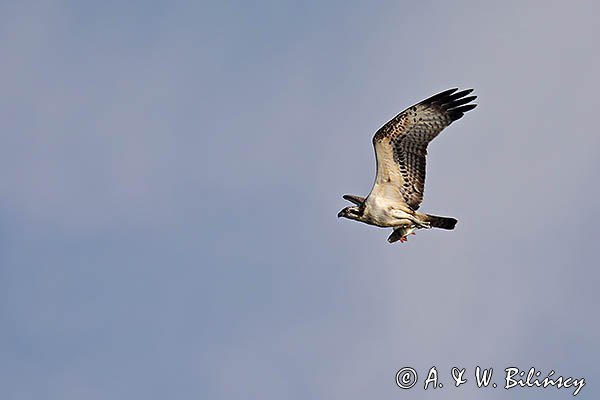 Rybołów, Pandion haliaetus w locie z okoniem w szponach