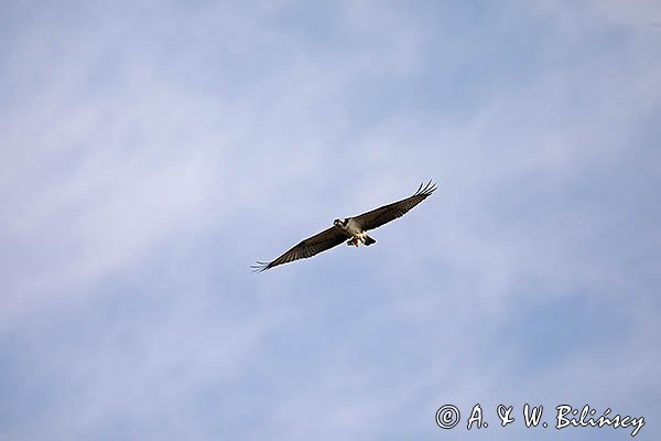 Rybołów, Pandion haliaetus, w locie, z okoniem w szponach