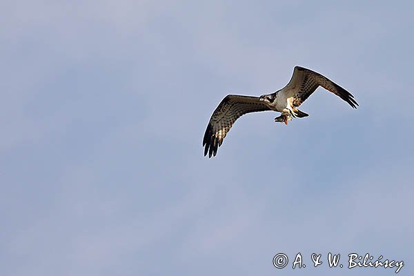 Rybołów, Pandion haliaetus w locie z okoniem w szponach