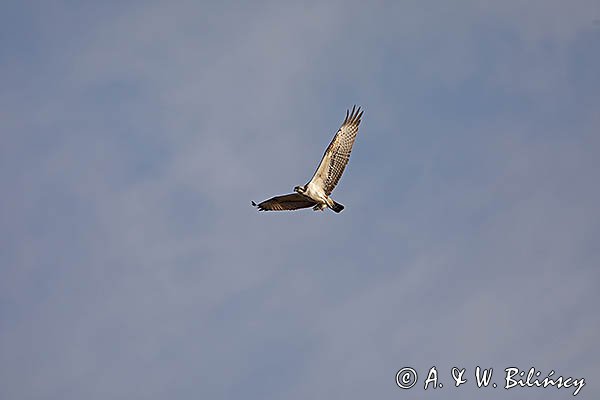 Rybołów, Pandion haliaetus w locie z okoniem w szponach