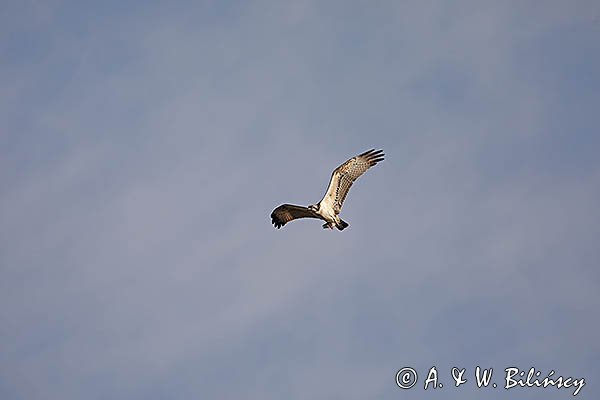 Rybołów, Pandion haliaetus w locie z okoniem w szponach