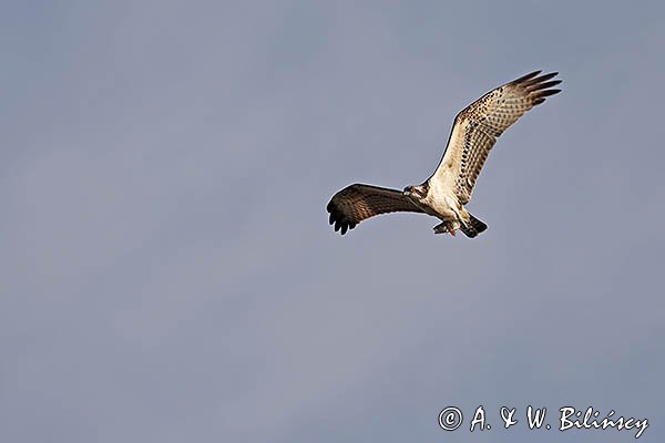 Rybołów, Pandion haliaetus w locie z okoniem w szponach