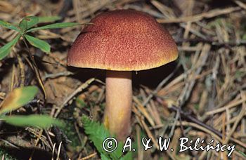 rycerzyk czerwonozłoty - grzyb Tricholomopsis rutilans)