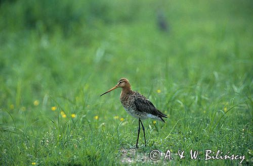 rycyk, Limosa limosa