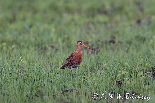 rycyk Limosa limosa