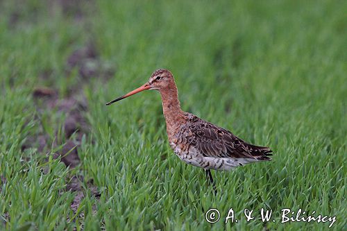 rycyk Limosa limosa