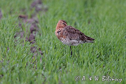 rycyk Limosa limosa