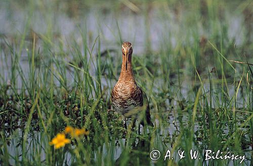 rycyk, Limosa limosa