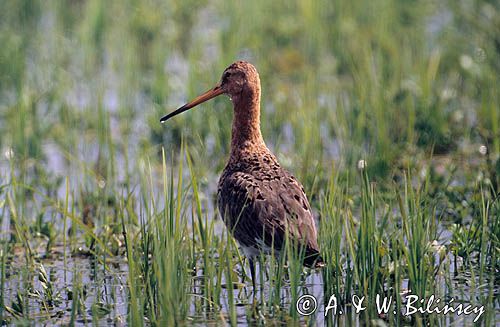 rycyk, Limosa limosa