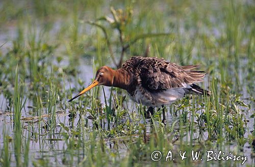 rycyk, Limosa limosa