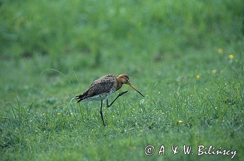 rycyk, Limosa limosa