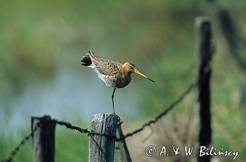 rycyk Limosa limosa)