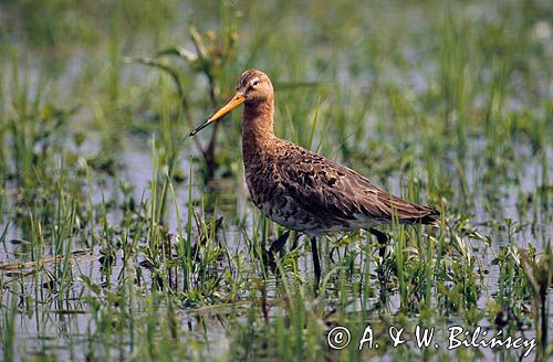 rycyk Limosa limosa)