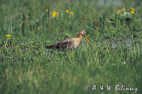 rycyk, Limosa limosa