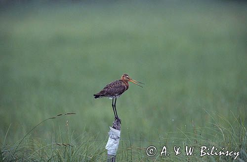 rycyk, Limosa limosa