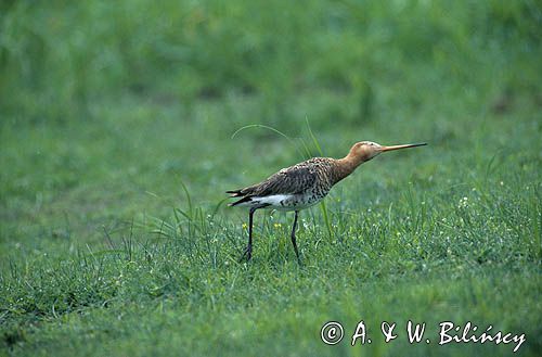 rycyk, Limosa limosa