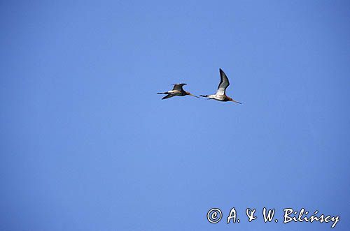 rycyk, Limosa limosa rycyki w locie