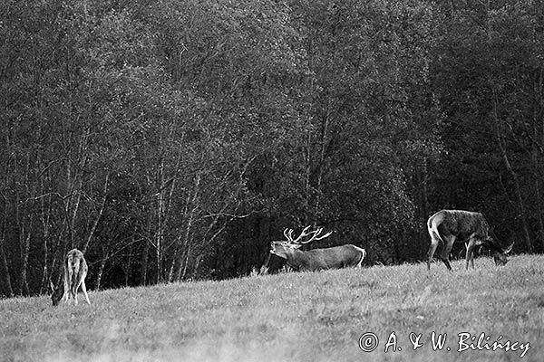 jeleń szlachetny, europejski, Cervus elaphus elaphus jeleń karpacki, rykowisko, Bieszczady, byk i łanie