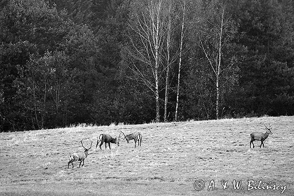 jeleń szlachetny, europejski, Cervus elaphus elaphus jeleń karpacki, rykowisko, Bieszczady, byki, rykowisko